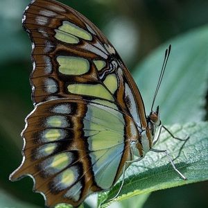 Meet your Posher, Pamela r